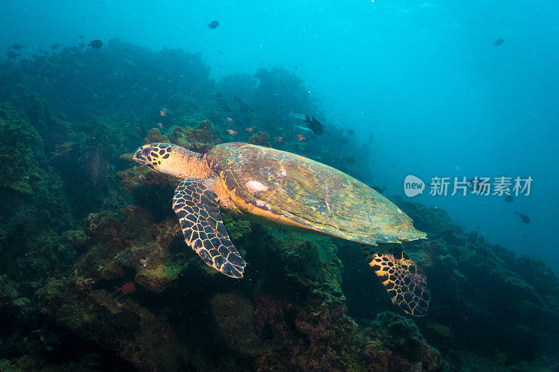 动物行为:极度濒危物种玳瑁海龟(Eretmochelys imbricata)